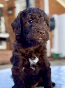 Chocolate brown mini goldendoodle boy for adoption in AL