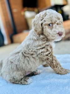 frosty blonde mini goldendoodle boy for adoption in AL