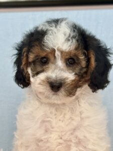 multi color mini goldendoodle for adoption