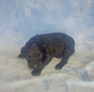 Black Mini Goldendoodle available in July