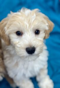cream non shedding mini goldendoodle avallable in AL