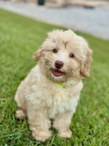 no curl mini goldendoodle puppy for adoption in Al