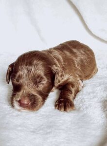 chocolate mini goldendoodle female puppy for adoption in Al