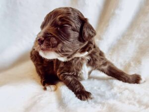chocolate mini goldendoodle for adoption in Al