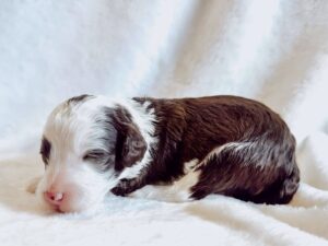 Unusual colored mini goldendoodle for adoption in AL