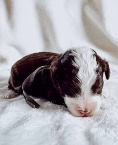 Chcolate tuxedo mini goldendoodle male puppy for adoption in Al