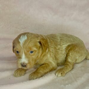 liver nose female mini goldendoodle girl