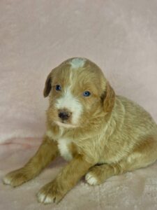 red mini goldendoodle puppy for adoption near birmingham