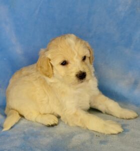 cream mini goldendoodle puppy for adoption
