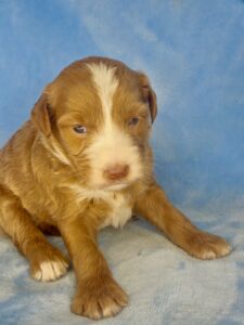 tuxedo with liver nose male mini goldendoodle pup