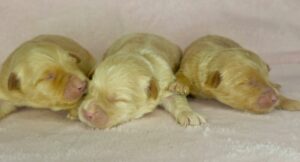 blonde female mini goldendoodle puppies available in AL