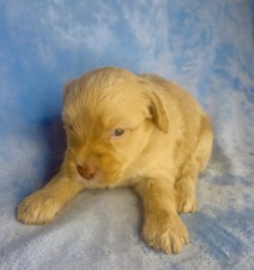apricot mini goldendoodle puppy available in July