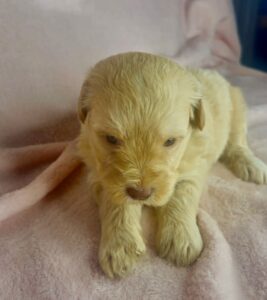 no curl mini goldendoodle girl for adoption