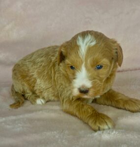 teddy bear mini goldendoodle