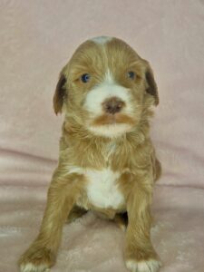 liver nose neat colored mini goldendoodle female puppy
