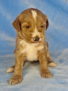 male tuxedo mini goldendoodle for adoption in AL