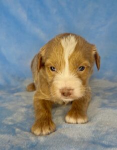 red tuxedo mini goldendoodle