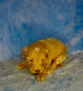 carmel teddy bear mini goldendoodle puppy available for adoption