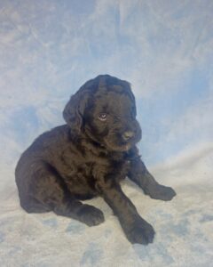 black mini goldendoodle available for adoption in AL