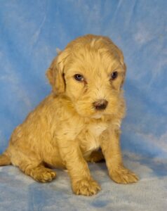 apricot micro mini goldendoodle for adoption in AL