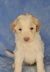 parti mini goldendoodle for adoption in Al