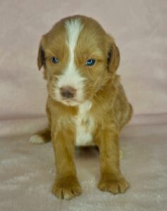 liver nose mini goldendoodle puppy