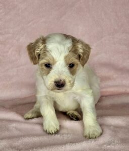 red and white parti mini goldendoodle for adoption in AL