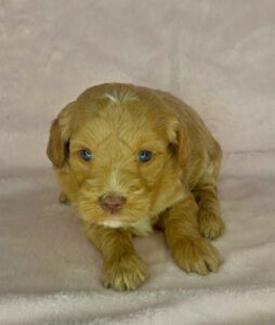 apricot mini goldendoodle for adoption in AL