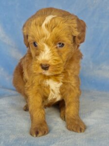 teddy bear colored mini goldendoodle for adoption