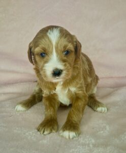 tuxedo female mini goldendoodle puppy available in AL