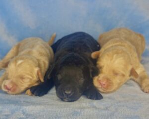 black mini goldendoodle available in Birmingham, AL