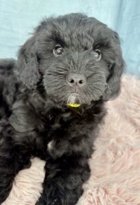 black wavy mini goldendoodle