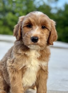 30-35 pound mini goldendoodle boy available in AL