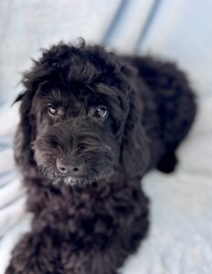 black mini goldendoodle puppy with training