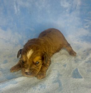 sable mini goldendoodle male puppy available for adoption in AL