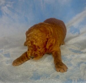 dark red f1b mini goldendoodle for adoption