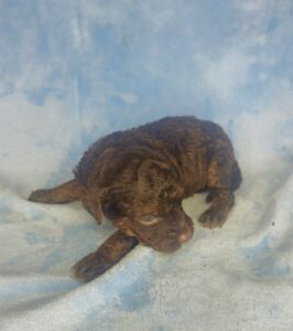 chocolate phantom male mini goldendoodle near Birmingham AL for adoption