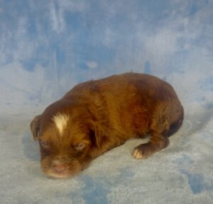 sable mini goldendoodle available near Birmingham, AL