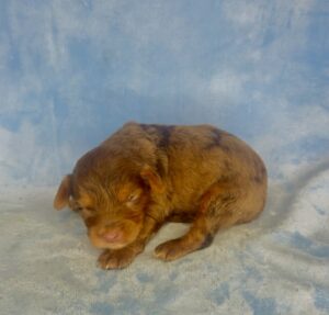 chocolate merle mini goldendoodle male puppy available to adopt