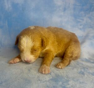 red tuxedo mini goldendoodle male puppy available for adoption