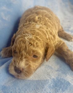 apricot mini goldendoodle for adoption
