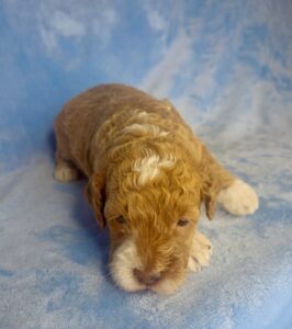 apricot mini goldendoodle male puppy for adoption