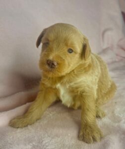 dark apricot female mini goldendoodle for adoption in AL