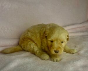 golden teddy bear color mini goldendoodle for adoption in AL