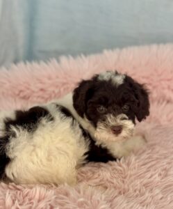 chocolate parti micro mini goldendoodle puppy for adoption in Al