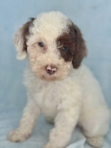 chocolate parti small mini goldendoodle for adoption in AL