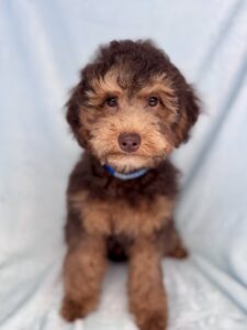 micro mini goldendoodle boy chocolate phantom