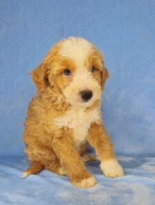 red tuxedo mini goldendoodle available for adoption