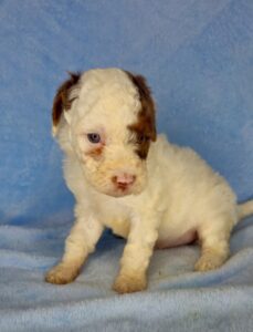 micro mini goldendoodle chocolate parti