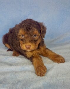chocolate phantom male micro-mini goldendoodle